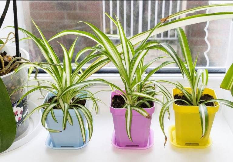 🌱 Baby Spider Plants For Sale 🌱