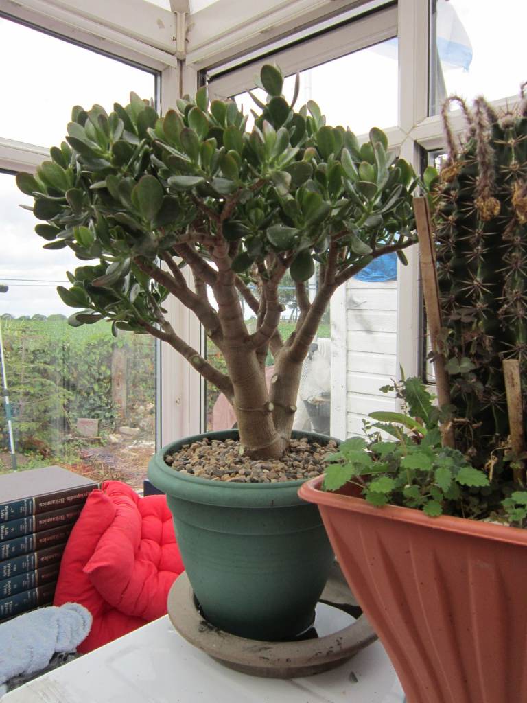 BONSAI TREES / LUCKY JADE TREE