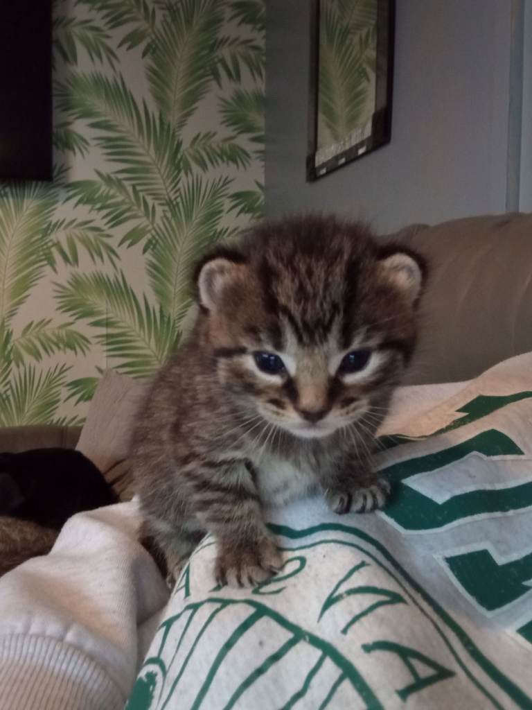 2 black/gary kittens and one tabby looking for there forever home