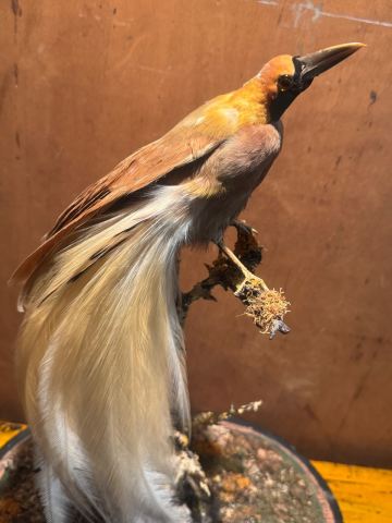 Bird of paradise taxidermy | in Newcastle, Tyne and Wear | Gumtree