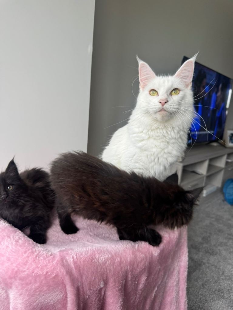 Maine coon kittens 