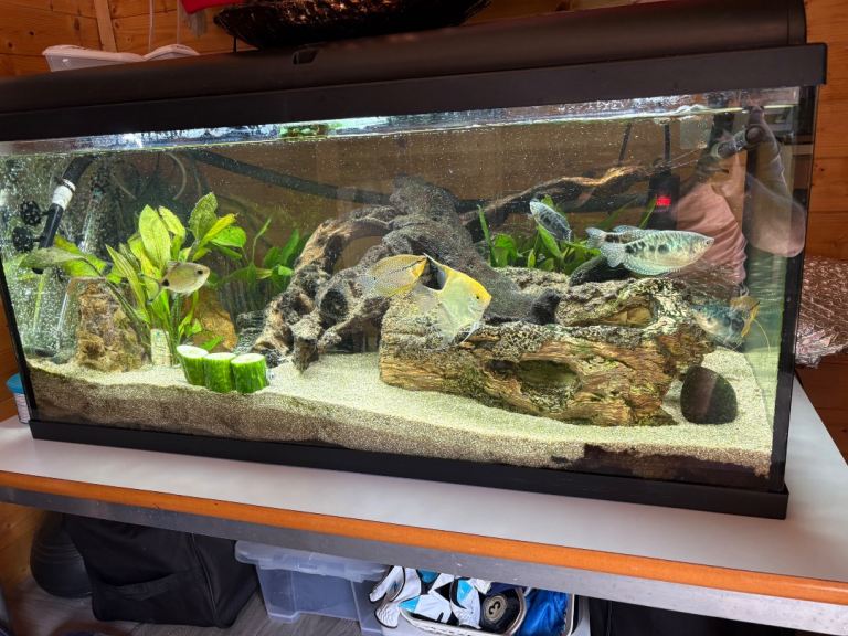 Large Aquarium with Fish and Decorations – Good Condition
