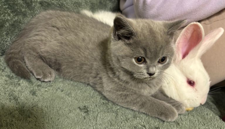 Amazing pure British shorthair kittens, London