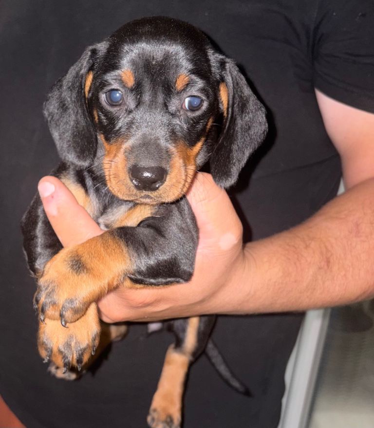 Dachshund puppies ready to go now!