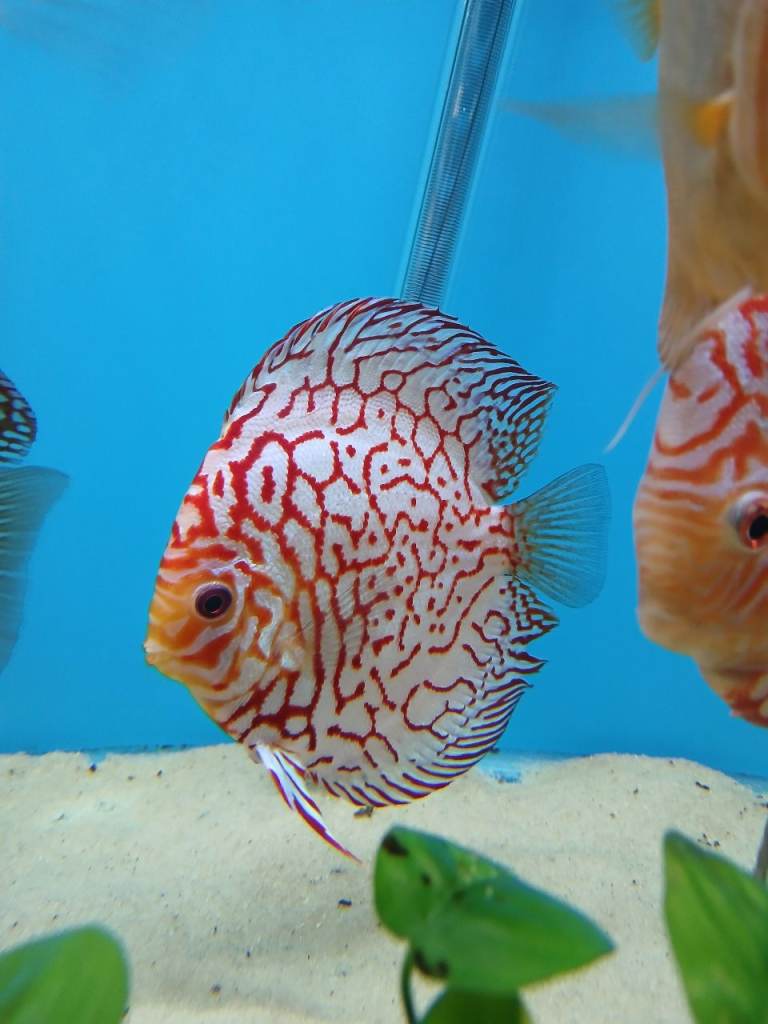 Discus fish 