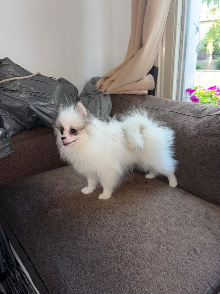 Still Available Pomeranian Boy!