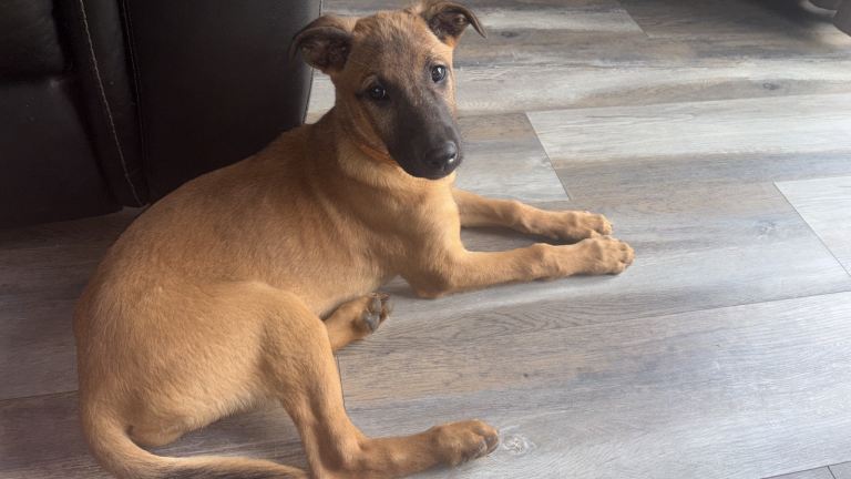Belgain Malinois CROSS
