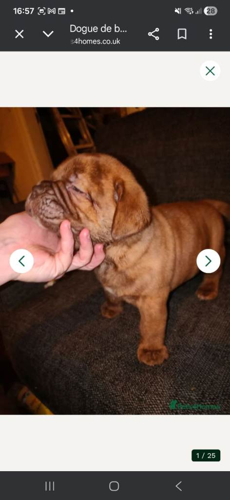 Dogue de bordeaux cross puppies