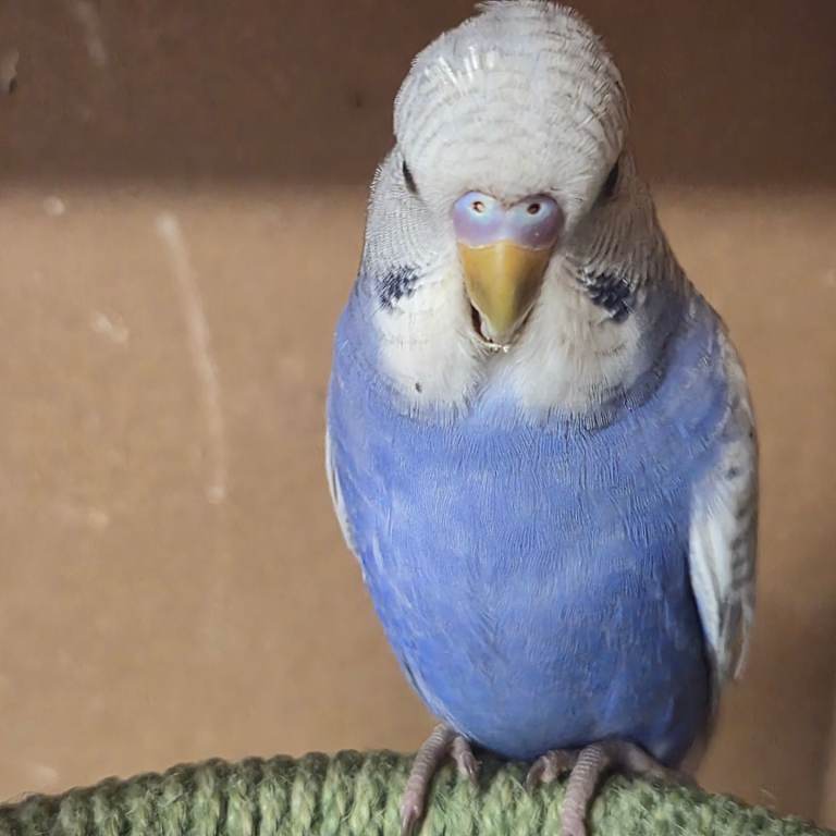 Baby budgies, 