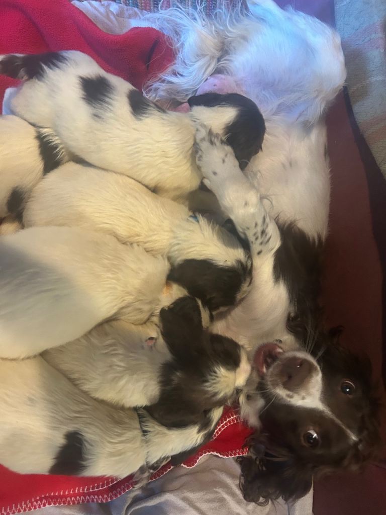 English springer spaniel puppies 