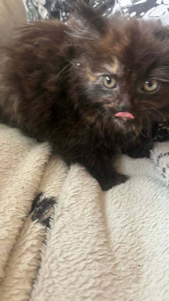 5 beautiful kittens looking for their forever homes 