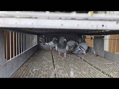 Pigeons 