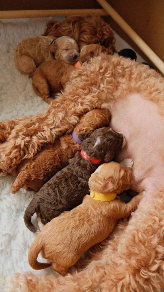 Cockapoo puppies for sale