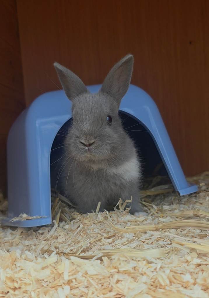 Male Netherland Dwarf Rabbit