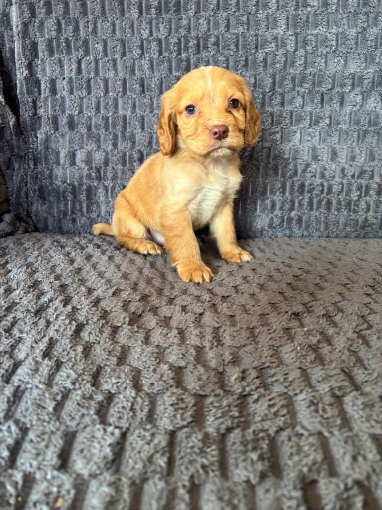 Cocker spaniel puppies 