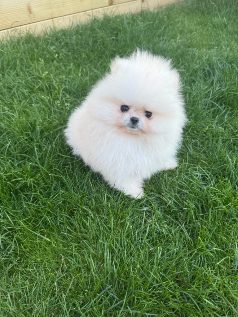 Pomeranian 