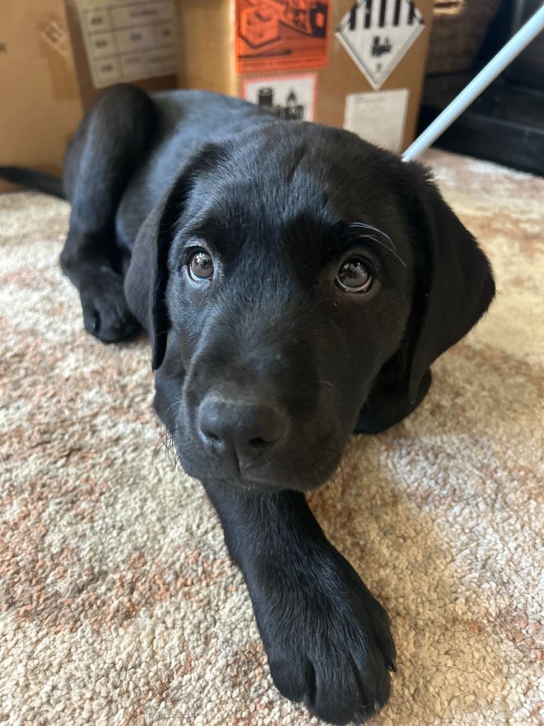 Pedigree Labrador Pup 