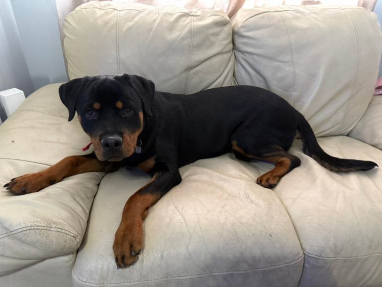 Rottweiler