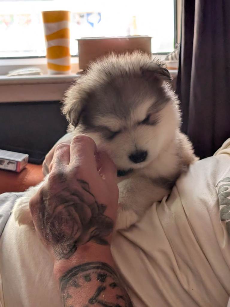 Champ kc reg Alaskan Malamute puppies wooly 