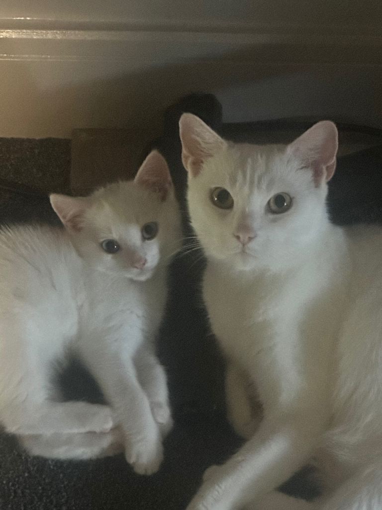 Kittens 