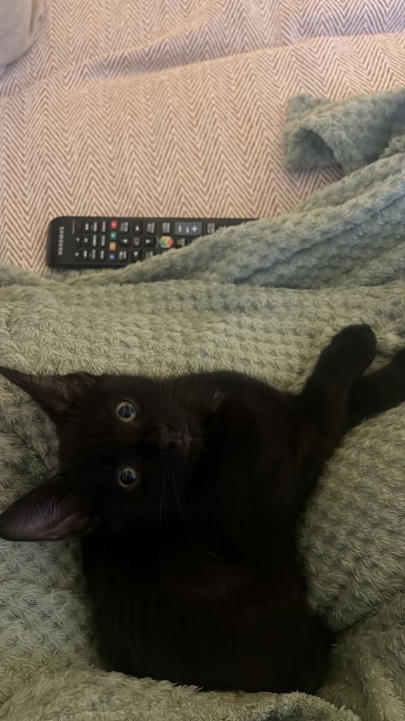 3 month old boy kitten