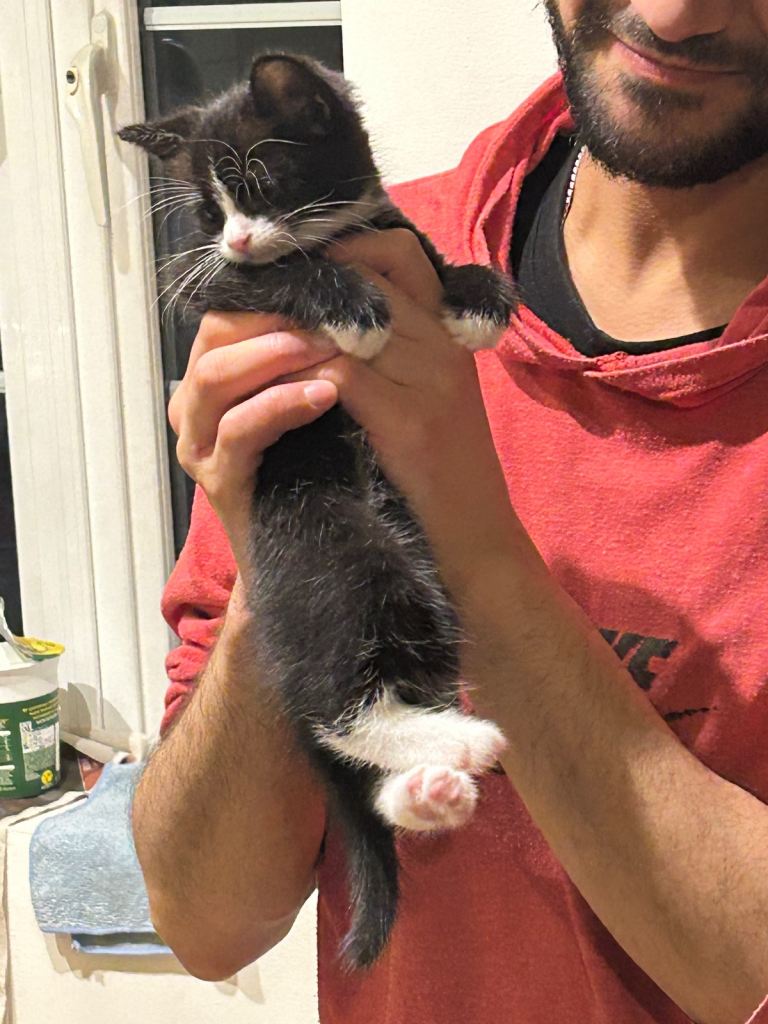 Playful and super fluffy kitten 