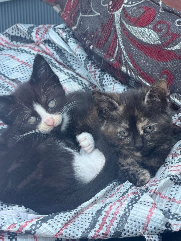 Kittens ready to go home!! 