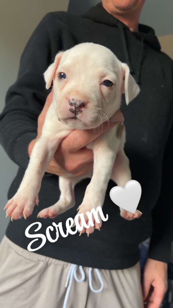 Puppies due to leave Aug 30