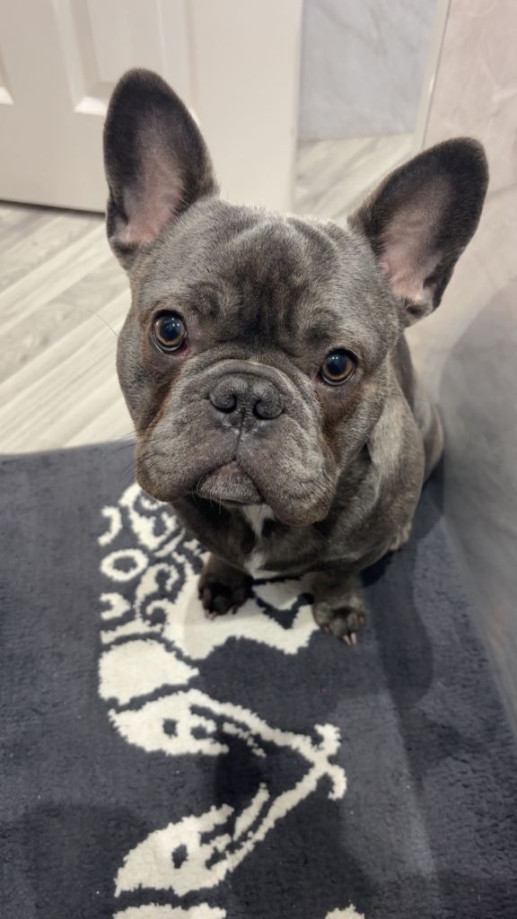 French Bulldog for sale 