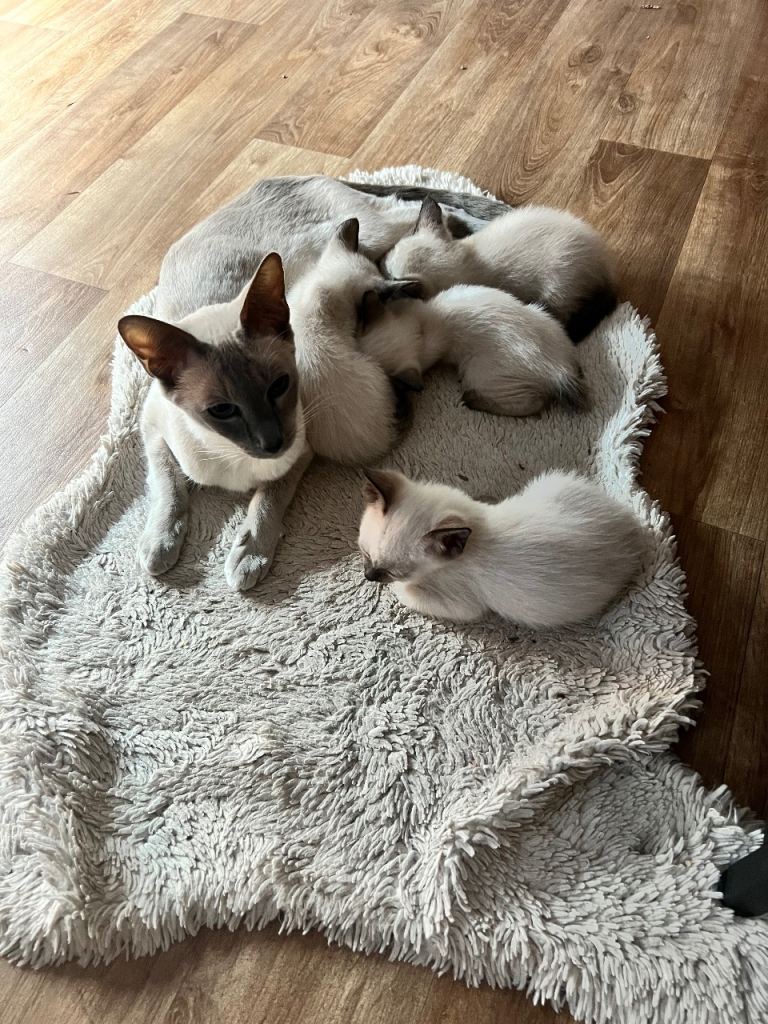 Beautiful Siamese Kittens Looking for Loving Homes 