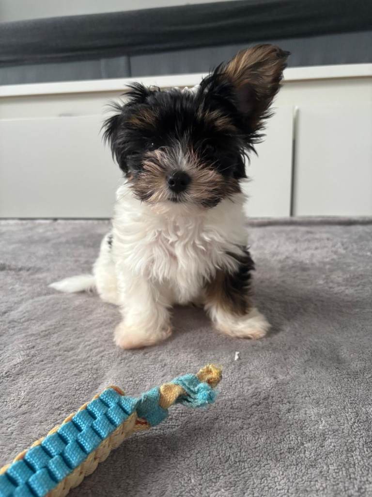 Yorkshire terrier biewer 