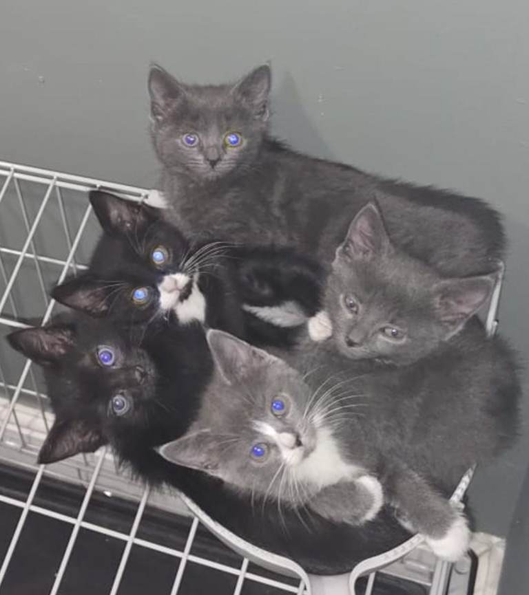 Kittens for sell