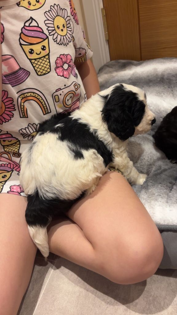 Cockapoo puppies 