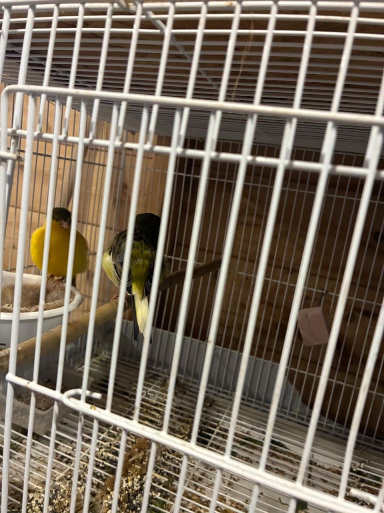 Fife fancy canaries