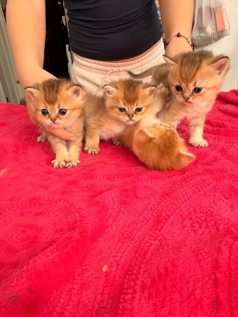 Gold chinchilla kittens ready to reserve 