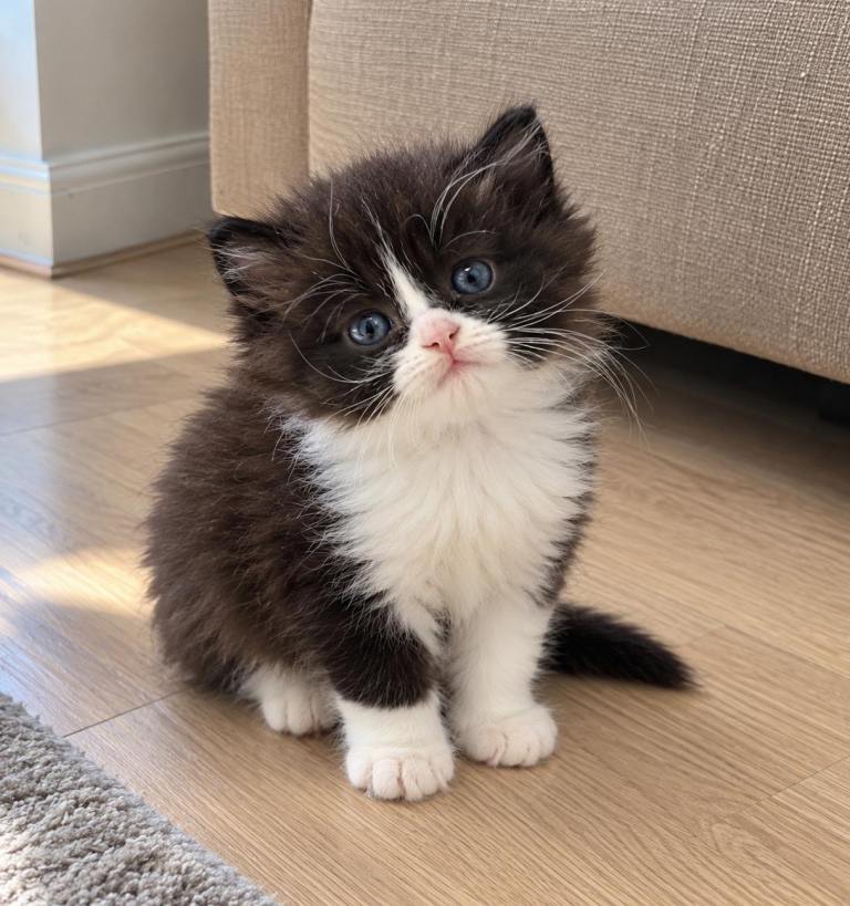  Persian kitten