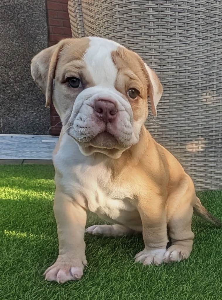 olde English bulldog puppies 