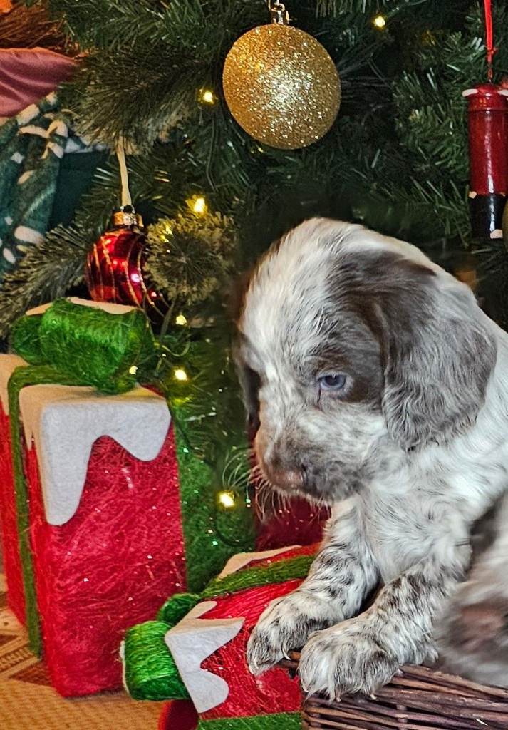 Cocker spaniel puppy 