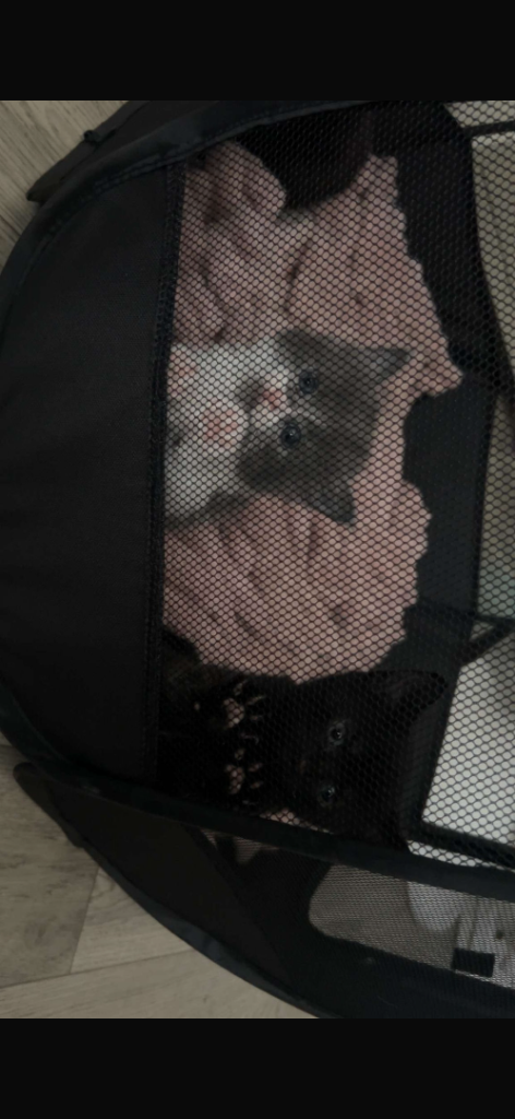 Kittens 9 weeks old