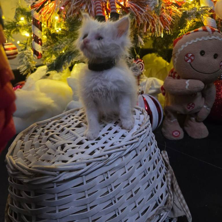Champion russian Maine coon kittens