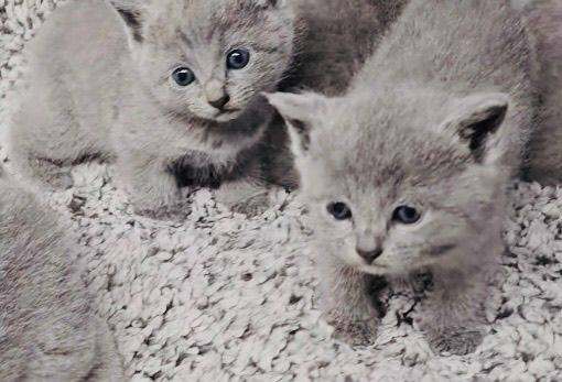 Exquisite Russian blue kittens in search of loving new homes only