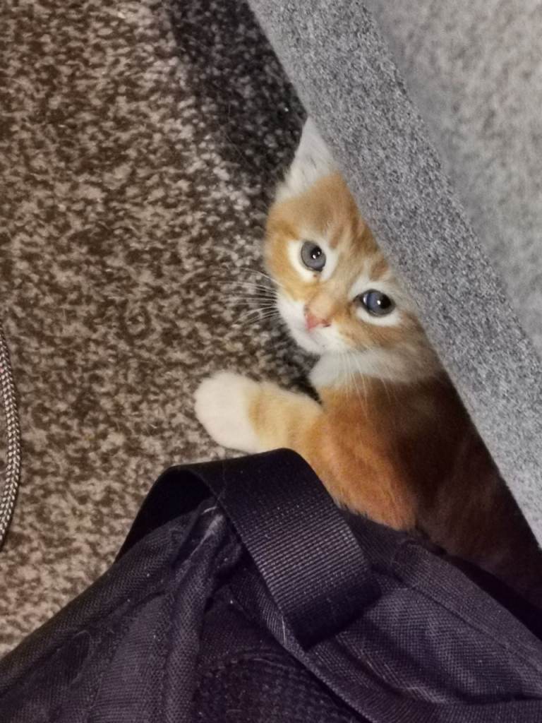 7 Gorgeous Ginger kittens for sale 