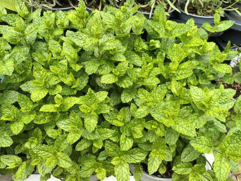 .  Mint