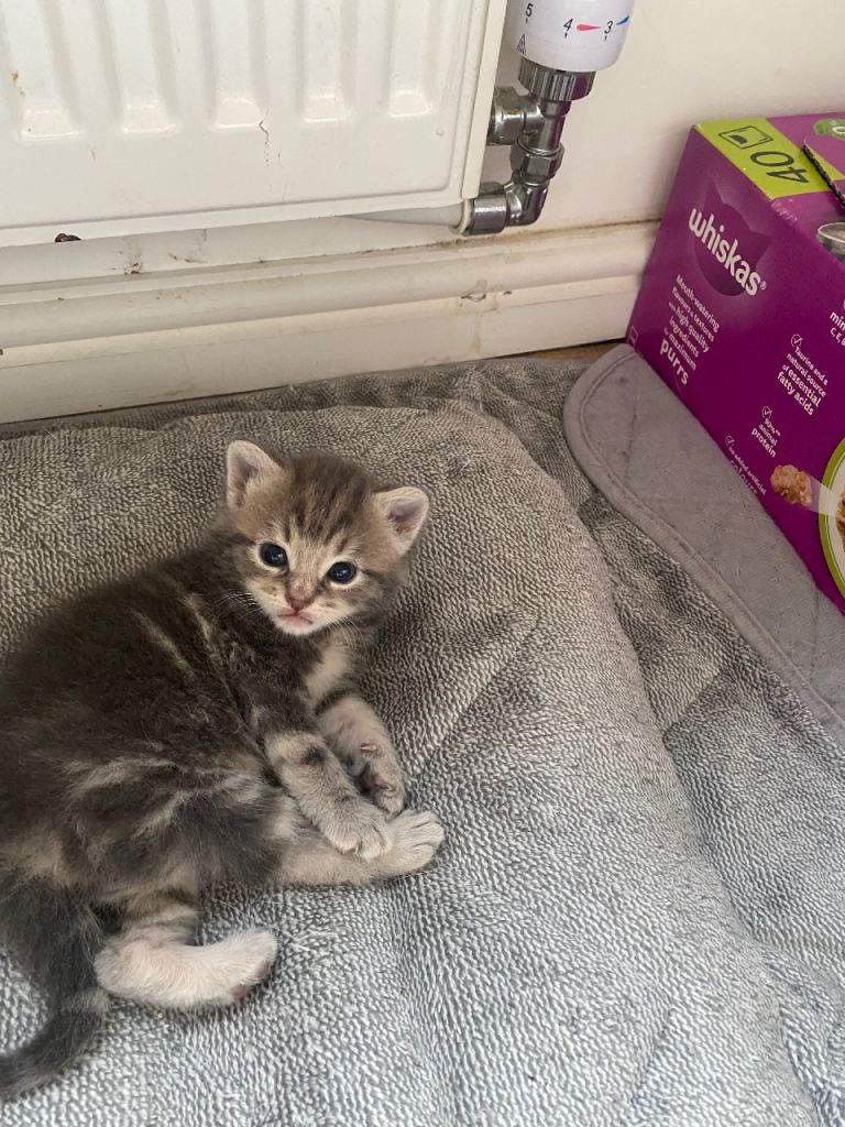 4 very sweet and loving healthy kittens 