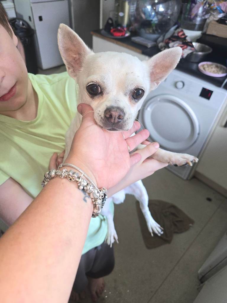 Chihuahua male for sale 