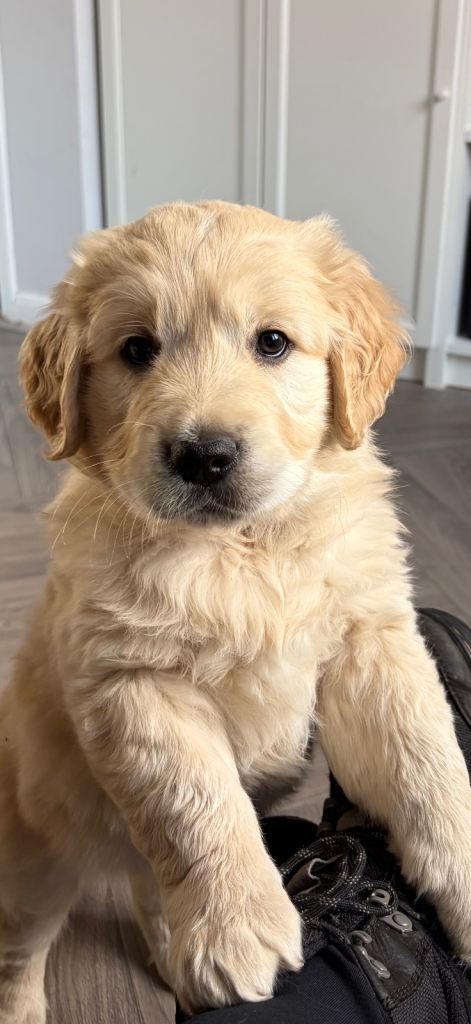 Golden retriever puppy