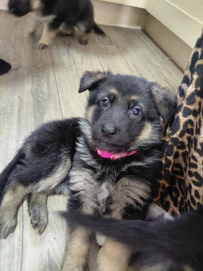 German shepherd puppies 