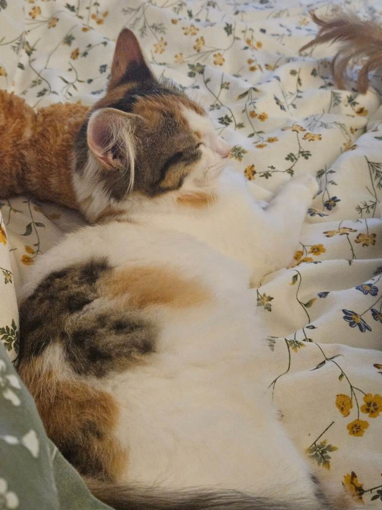 Kitten 