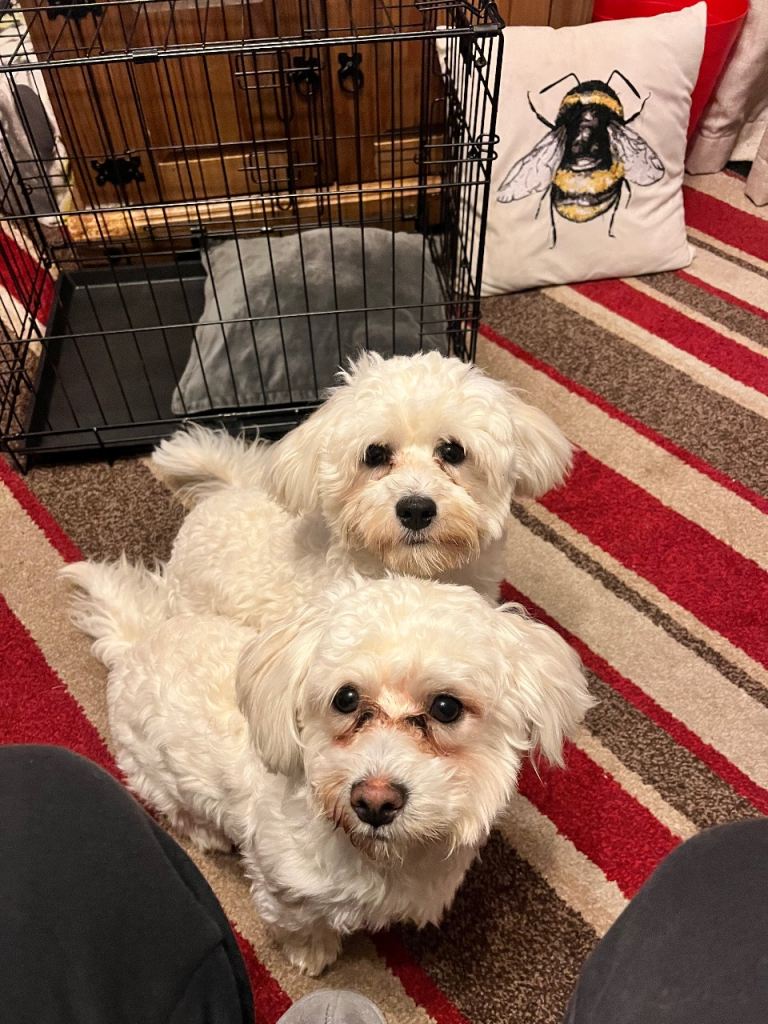 2 maltese 9month old brothers