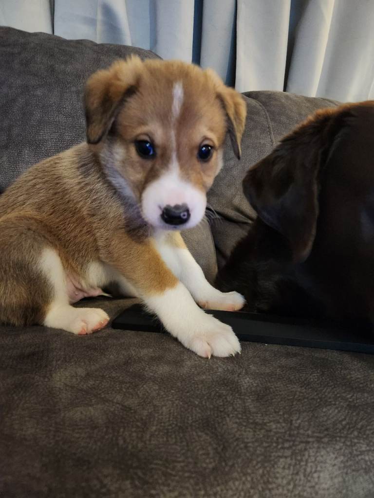 Two beautiful border collies